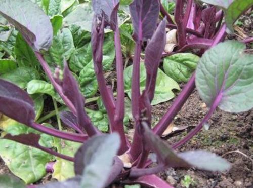  红菜苔：南方的红色蔬菜，曾与武昌鱼齐名，一季可摘8次，北方很