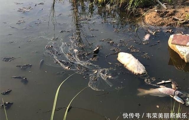  『斤左右』药鱼人干的好事，群鱼一夜之间全部翻白肚皮了！