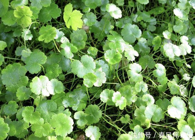  观赏价值■1种“天胡荽”低矮，长在小溪边很奇特，很像“铜钱草”，价值高