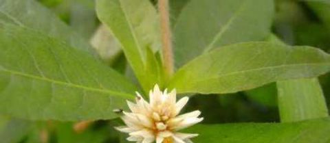 农村一种“害草”经常被农民除掉 现在成了能卖钱的稀罕物！