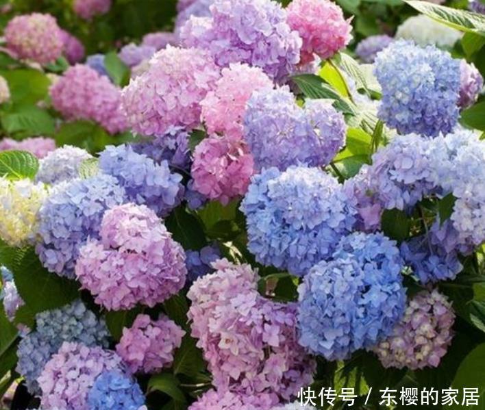 家里:“4种花”养家里,开花不断,花朵多又艳,直接变成“小花园”!