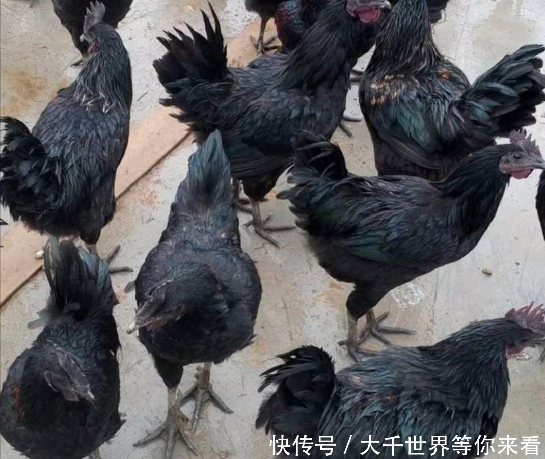  [利润]五个特种养殖项目，成本低利润高，是致富的最佳选择