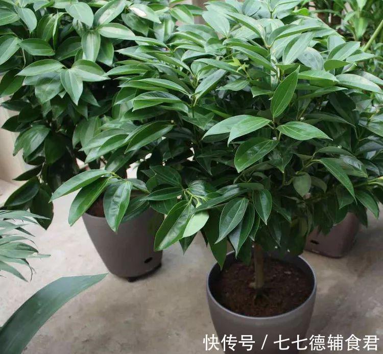  [冬季室内]离过年只剩十几天，这15种花年味十足，再不准备就迟了