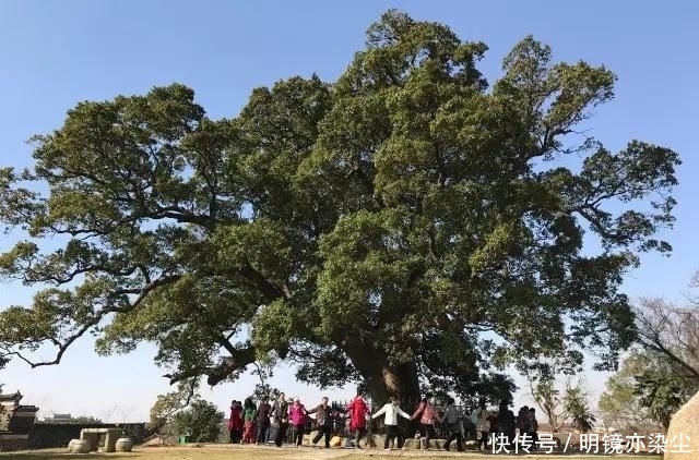  「银杏树」这十大长寿树王：棵棵大有来头，第一名比中国历史还