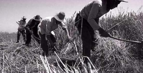 漫谈：农村田间地头消失的特殊职业“麦客”，成为历史舞台中记忆