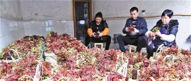  香椿树：农村这树价值很高，农民却每年下狠手，砍到剩光秃树干