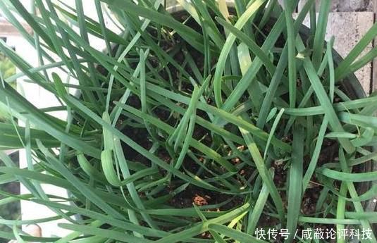 『割完』阳台盆栽韭菜该如何管理?用上2个小技巧,绿叶割完一茬又一茬