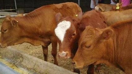 农村哪些特色养殖项目最赚钱，这4个养殖最赚钱!