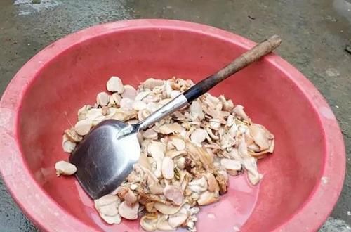  [难求]20斤才出1斤肉，抽干水塘一捡几百斤，以前没人吃，现在一斤难求