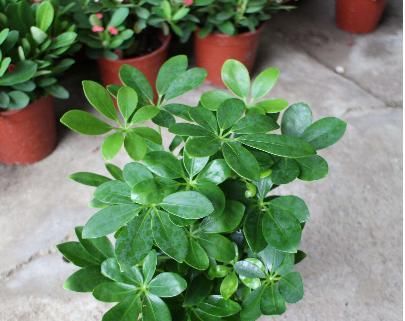  「质量」卧室养这6种花，能让你的睡眠质量大大的提高，从而不失眠