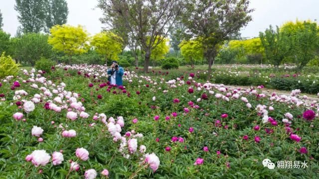  「同赏」母亲节，送花不如赏花，伴母同赏芍药花