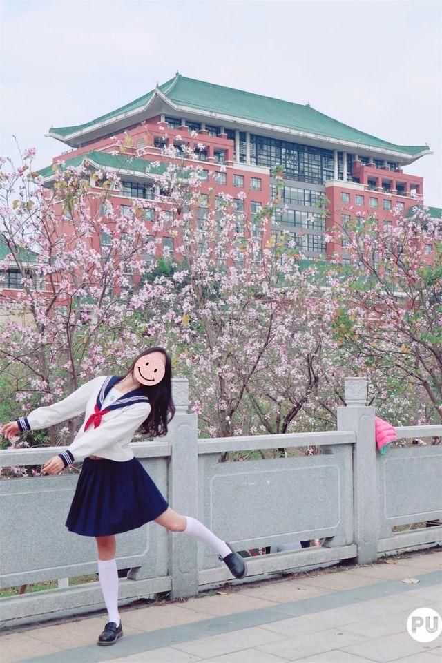 靓！佛山周边1500株樱花已盛开，最美的春天在这里~