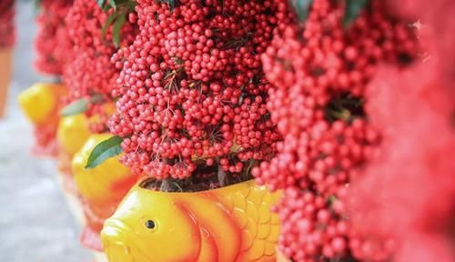 『绿萝』客厅总是种绿萝吊兰？种富贵籽吧，结满红色的小果实，喜庆又招财