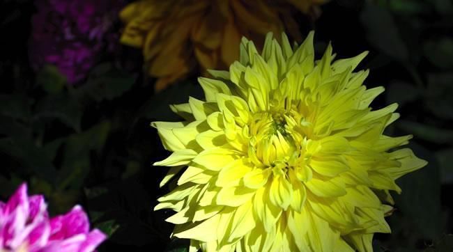  #涨势#养殖大丽花注意这几点，涨势会更好