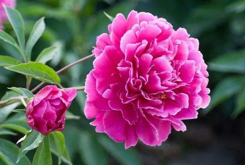  「有花赏」家里养花，就养5款花卉，四季常开花，一条藤千朵花，天天有花赏