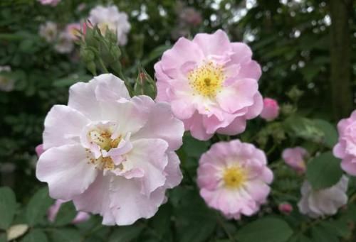 「韵味」养花就养盆大的,植株高大容易打理,韵味十足满院飘香,抓人眼球