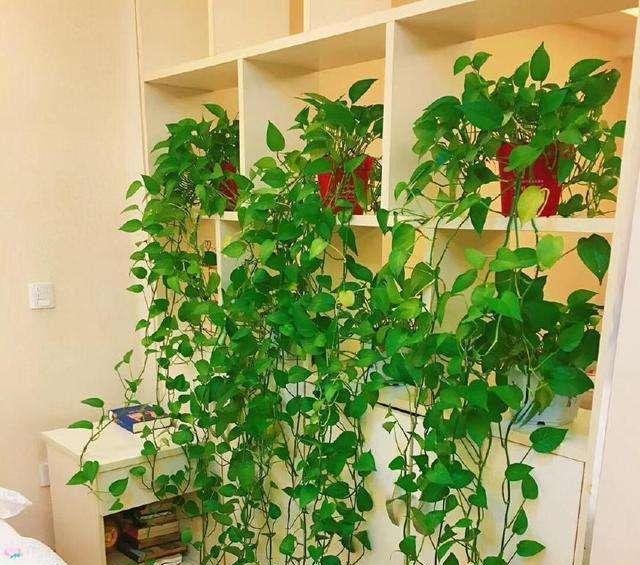 【甲醛】5种绿植“除菌”去甲醛,好养又健康,家里养十盆也不嫌多