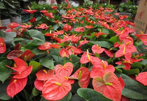 「理想」此花花型特别,四季开花不断,花色艳丽喜庆,养护的理想花卉