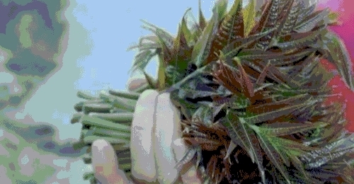 在农村有一种树，当地人只知道吃嫩芽，却不知木材被称为百木之王