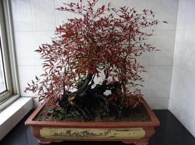  『成活率』妙手回春四大法！盆景修剪用这样的方法成活率更高！