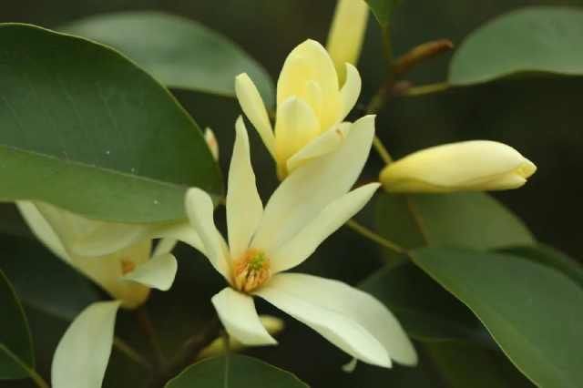 上海植物园@仙不过樱花,艳不过海棠,香不过含笑