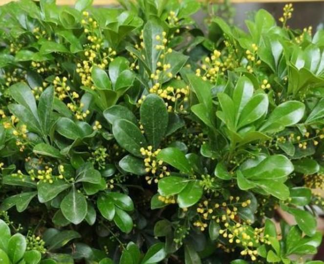  【光照】家里养盆“米兰花”，学会3个方法，天天闻“花香”，还很助睡眠