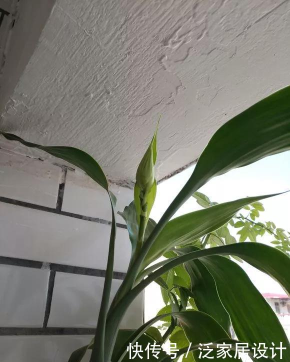 『兴旺』客厅一盆镇宅花,美化家居,旺家宅,越养越兴旺