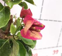  『画报』三角梅画报开完花以后怎么修剪，只修剪花还是修剪掉花梗