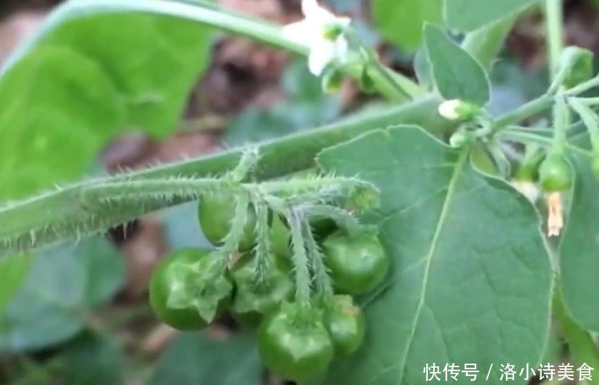 农村这种野草很特殊，村民叫它“天茄子”，能够化解毒蛇咬伤