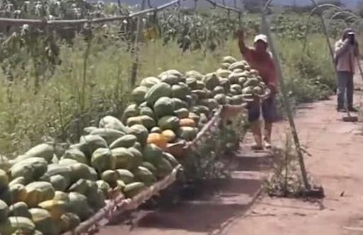 羡慕农民大叔发明运送水果神器,不用油不烧电,三分钟搞定5吨！