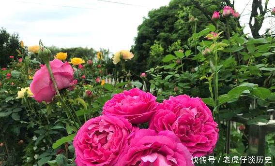 能开出@她花10元买了一种花,随意栽种在花园里,历经2年,开花惊艳全场
