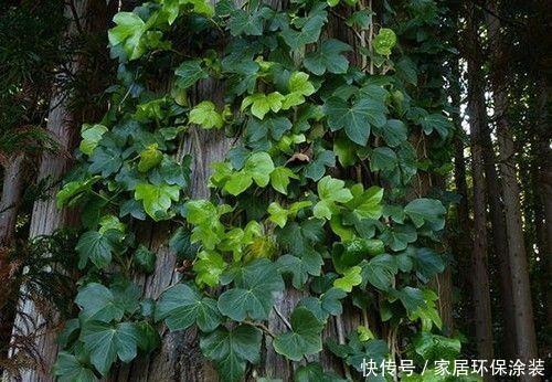  「中华常春」12种常春藤，每种都这么美，必须养一盆！