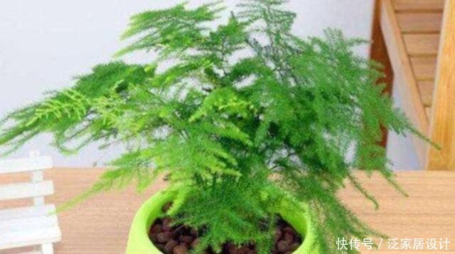  『细节』文竹养护“小窍门”，几个细节做到位，叶子不黄不干，油绿爆盆