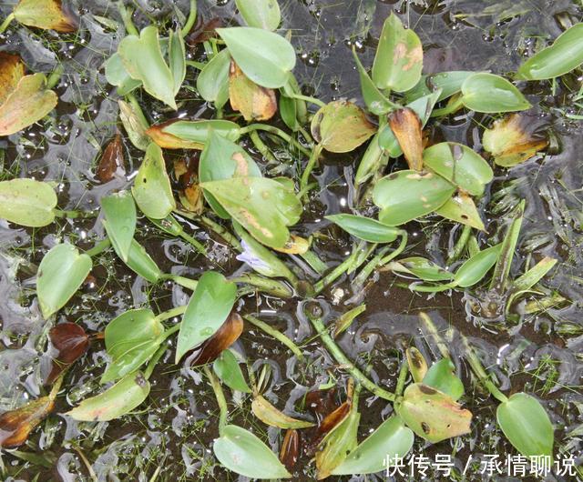 用这个野草泡水喝可以润喉，农村田里常见，过去农民看见就拔掉