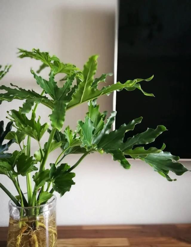  『水泥花盆』客厅养盆镇宅花，除异味、保家宅，越养家越旺！