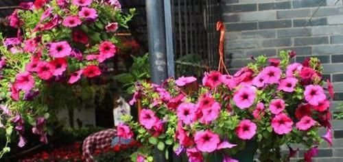 「高温」这“2种”花,高温天也能“花开不断”,让你整个夏天都有花可赏
