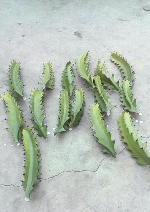 「扦插」龙骨剪个叉,沾土就生根,长到“比人高”,放在门口最镇宅