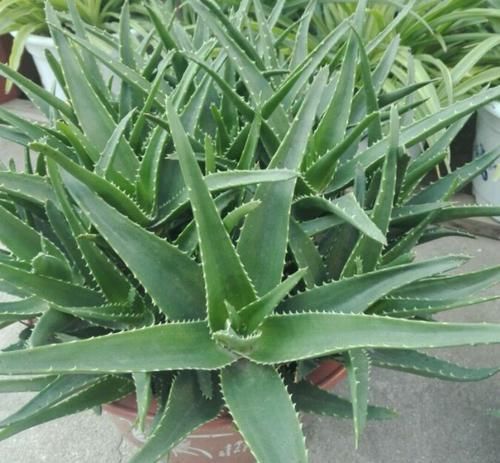  图解■图解盆栽芦荟常见的5种烂根方式，芦荟烂根了怎么办？