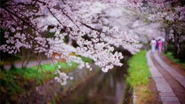  「美景」善游美景 | 樱花-京都的春日风物诗（高清HD）