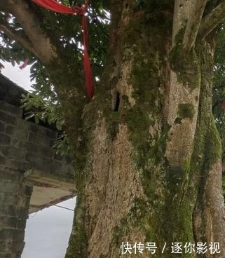 5厘米@巴东木莲为特有的珍贵树种,属国家二级保护树种,为珍稀濒危植物