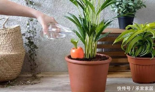  『浇水次数』浇水看似简单，却有大学问，这3点没有掌握好，浇啥花都会枯死！