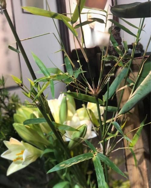  「养花」有一方小院，和你一起养花种草，这样就挺好！