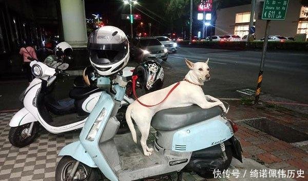 「狗狗」那只帮主人看车的狗,2年后因撩人姿势再次走红,唯一不变厌世脸