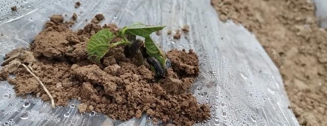  「田园」在乡下改造一个小院——天天都是乡村田园梦，生活如此惬意