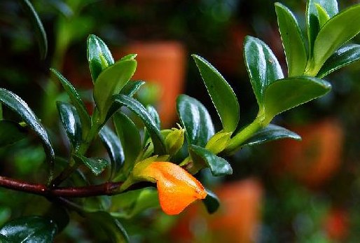  『夏季』想要醒来就有花看，不妨在阳台养这些花朵，好养易爆，阳台全是花