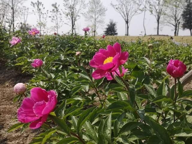 「旋律」接棒牡丹,芍药在辰山植物园奏响爱的旋律