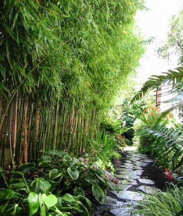 庭院竹子50张图告诉你，花园里种竹子有多高大上，气质瞬间提升