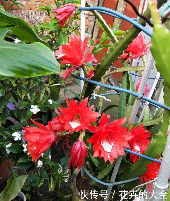 令箭荷花:阳台养这3种花,不浇水也能开,不怕晒不怕旱,开花惹人爱