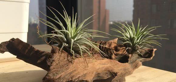  「旺盛」这才是真正的懒人植物，有空气就能活，长得还贼旺盛！