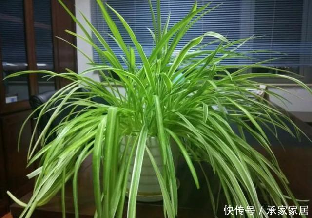  保活：养花小技巧：养花全靠1句话，100%保活！